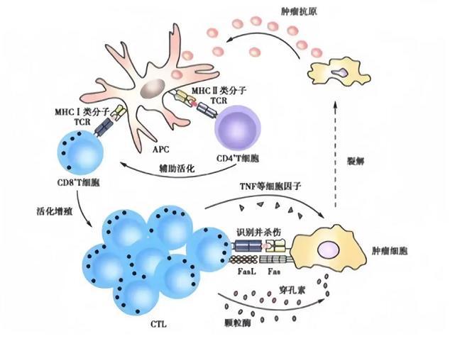 Ctl Rx 什么是CTL细胞? - 知乎