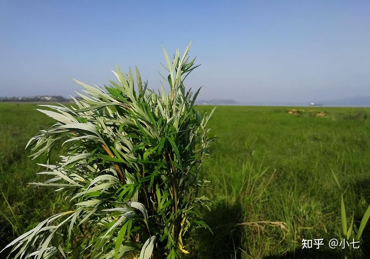 蔞蒿滿地蘆芽短正是河豚欲上時你都吃過哪首詩中的哪種美食