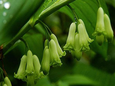 黄精首选优源伽九华山多花黄精