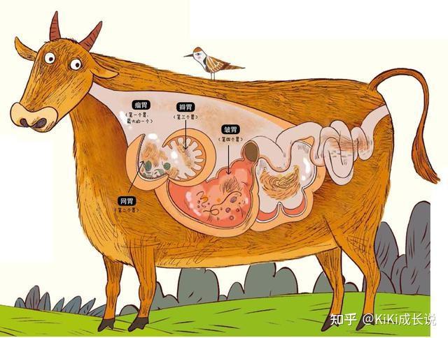 牛乳房的结构图片