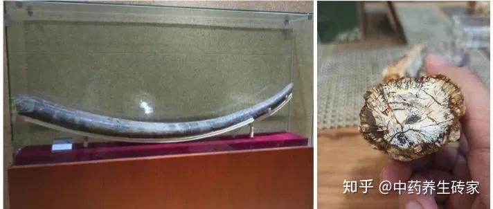 中药龙骨是指什么做的？ - 知乎