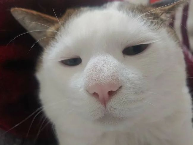 想看看丑丑的小猫咪有哪些丑萌丑萌的猫猫图看嘛