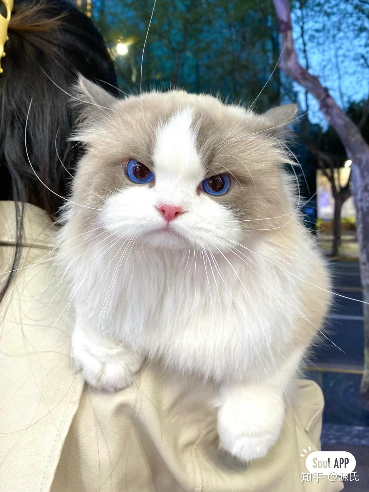 有没有一张照片能展示出你家小猫咪的高颜值