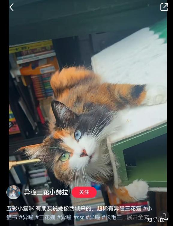 为什么三花猫是猫咪眼中的顶级大美人？有什么依据吗？ - 知乎
