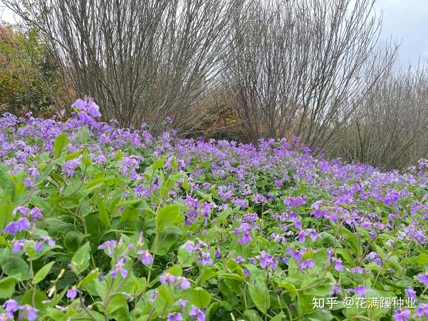 诸葛菜——二月兰的种植方法 - 知乎