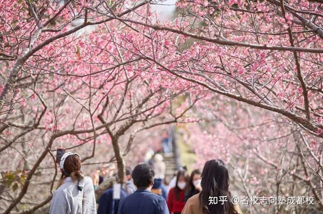 2024年日本绝美樱花季,带你开启赏樱之旅! - 知乎
