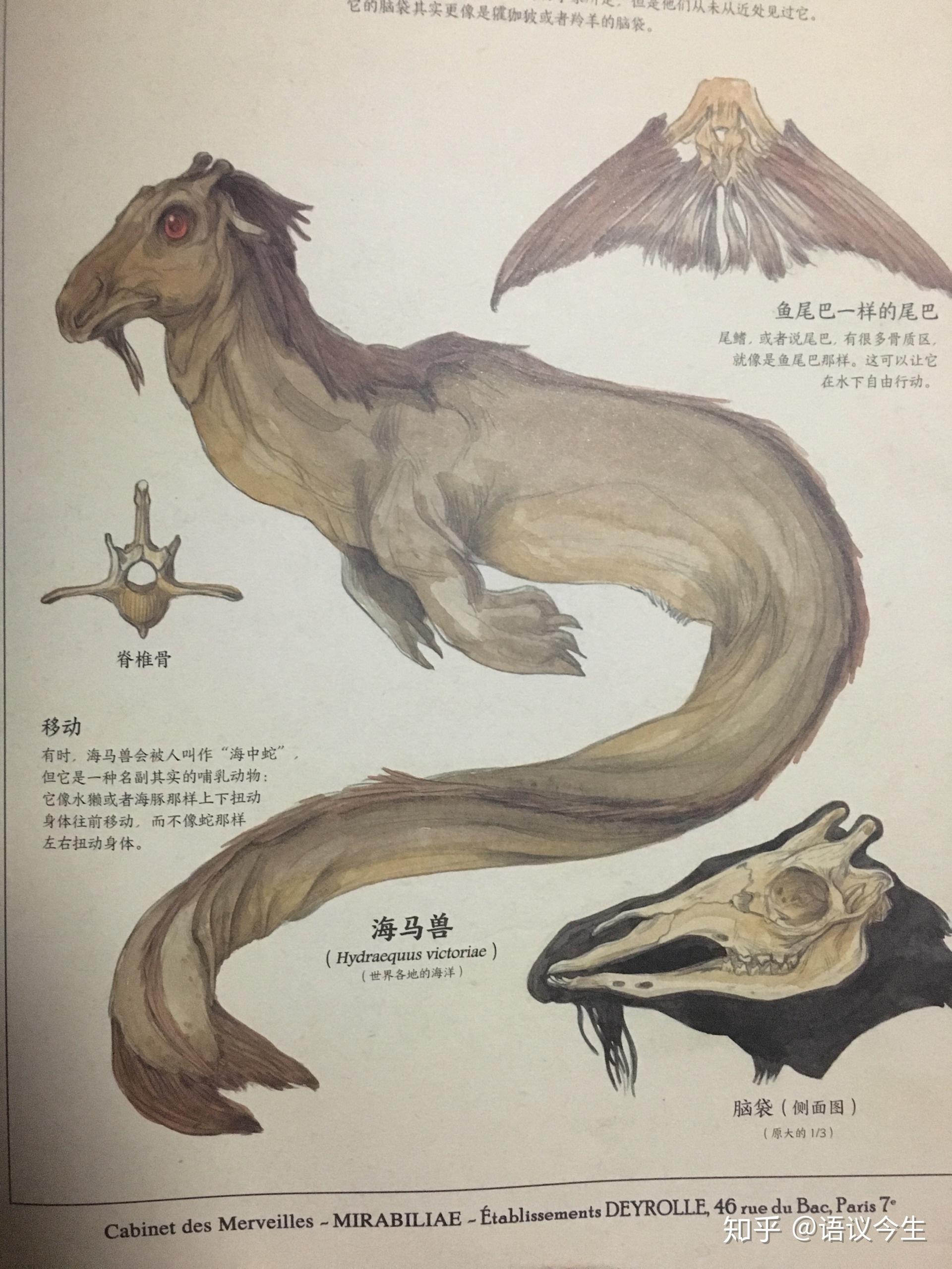 真有卡布罗龙吗? - 知乎