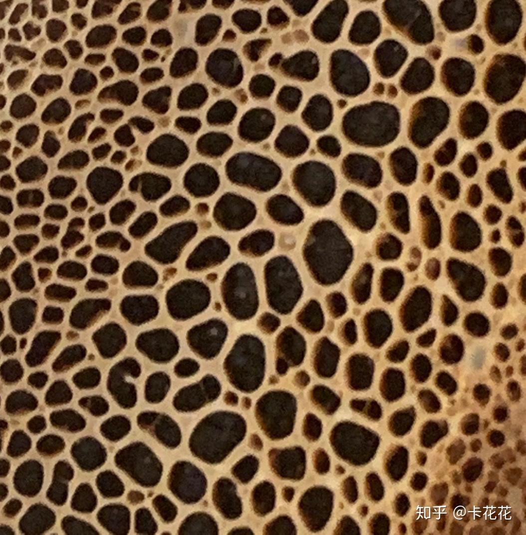 有哪些让人产生密集恐惧症图片