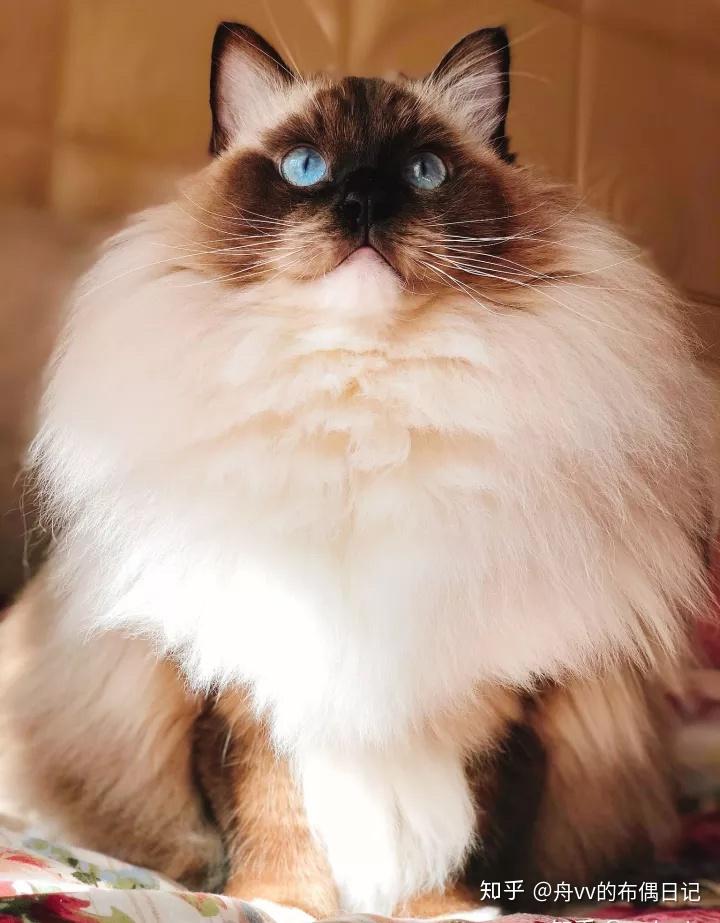 你见过颜值最高的蓝手套色布偶猫是什么样子