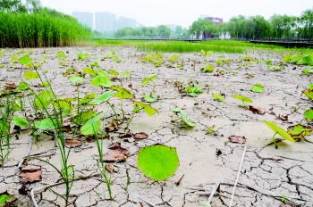 我要为“淤泥”平反 - 知乎