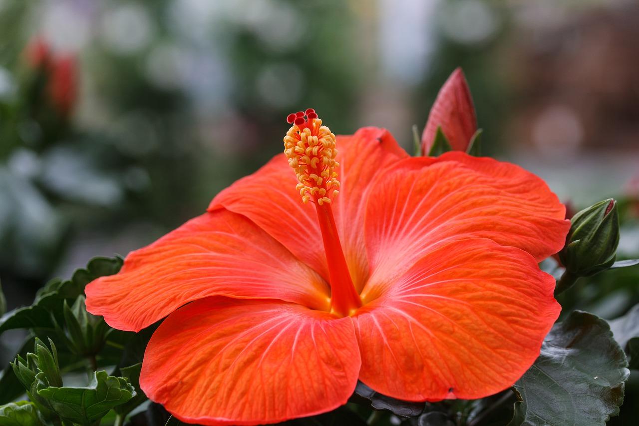 出水芙蓉花怎么养