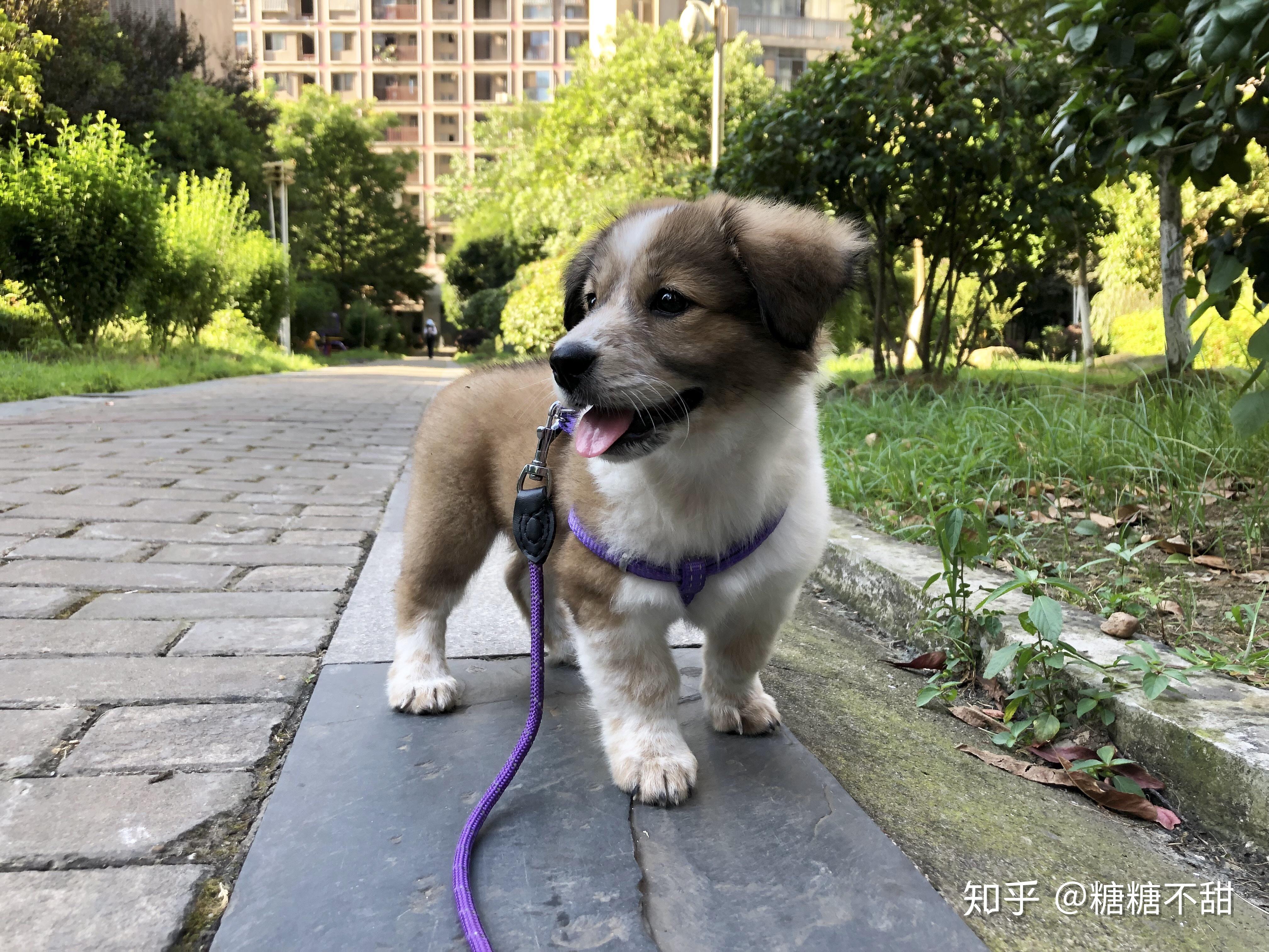 有人养过边牧和柯基的混血吗? - 知乎