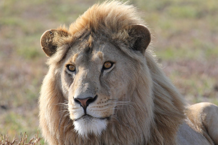 同样是猫科,为什么猫的耳朵是尖的,老虎的耳朵却是圆的?