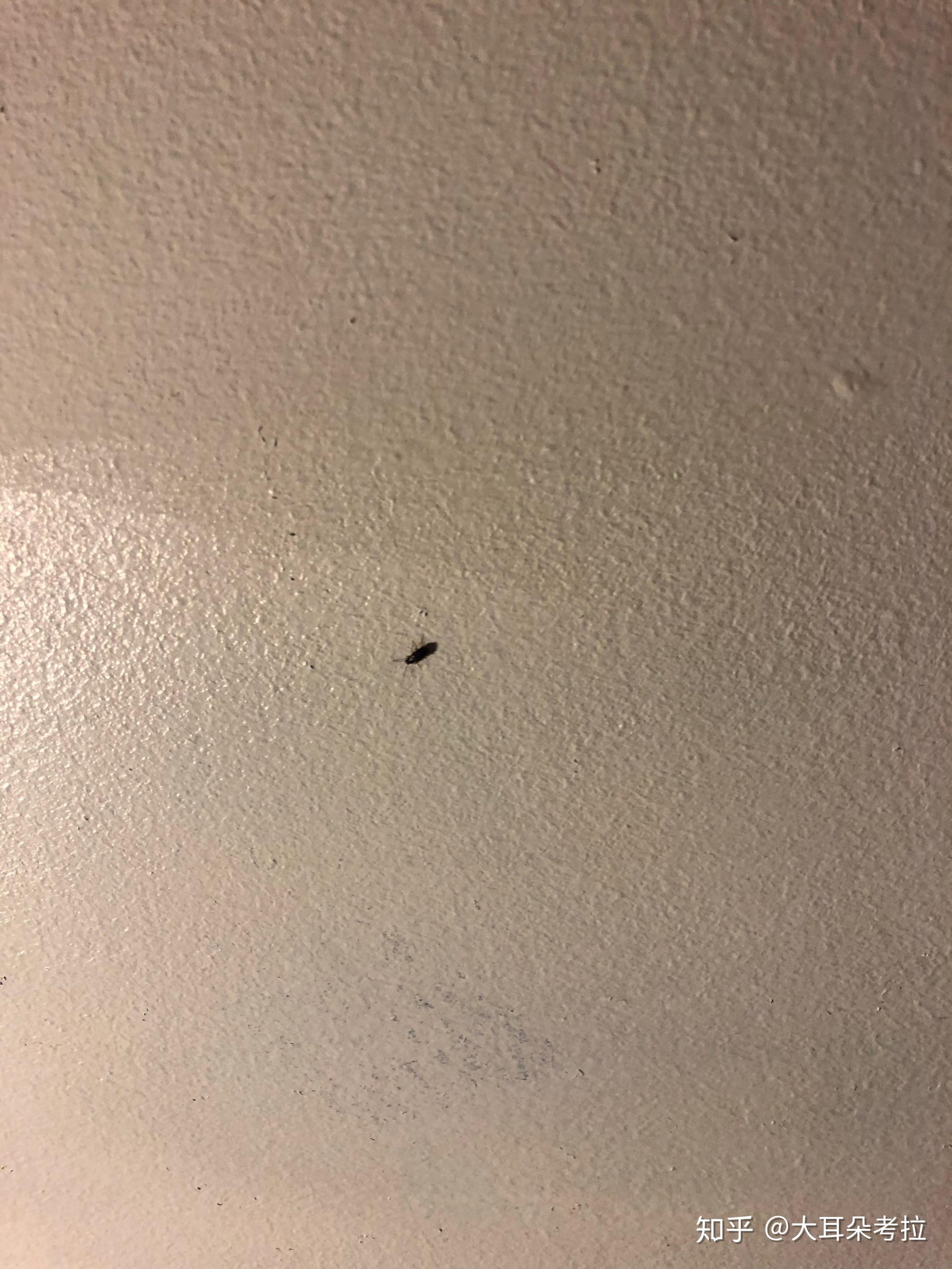 想知道是什么虫子以及消灭方法为何? - 知乎