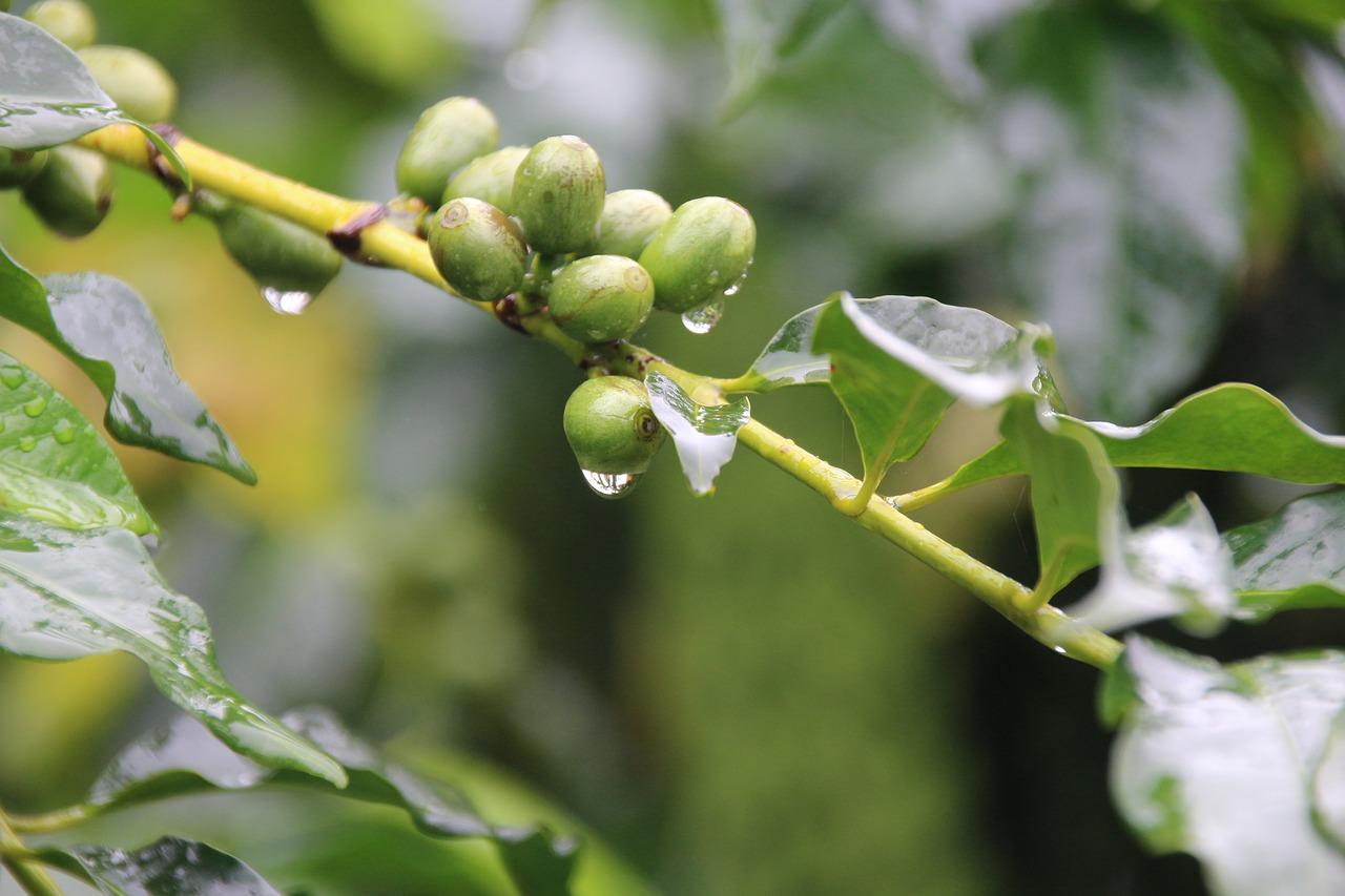 1. 花色斑斓无花果