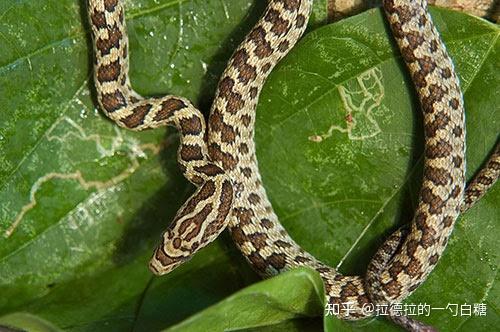这是什么蛇,头部花纹很奇特?