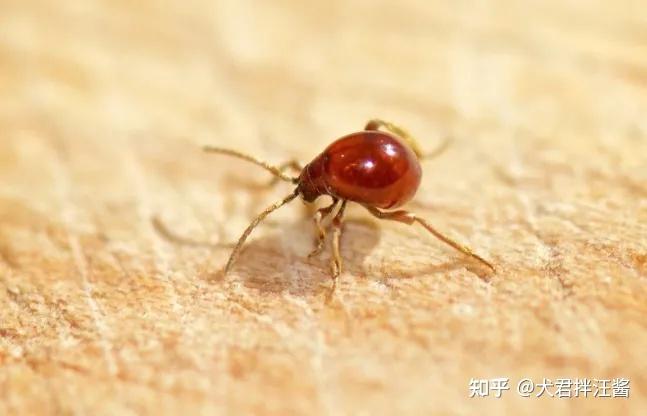 08jerry watson拟裸蛛甲是鞘翅目的一类拟态蜘蛛的奇妙小甲虫,经常