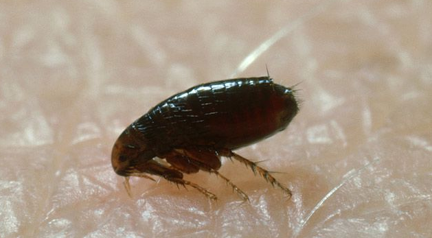 会跳,但是跟网上的跳虫图片又不太像?