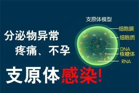 支原体感染是怎么样引起不孕不育的?如何诊治?