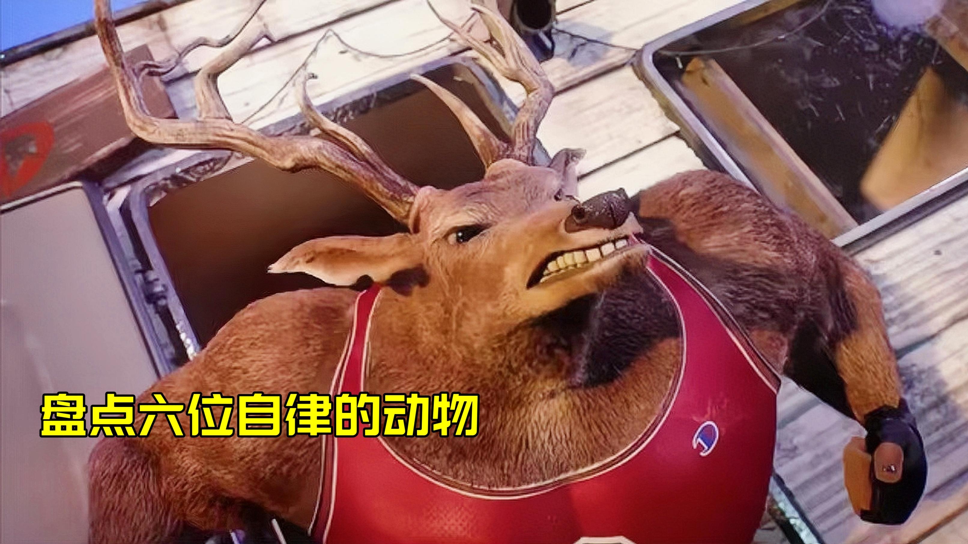 盘点这六位自律的动物你觉得哪个更强麋鹿成功逆袭猛男鹿