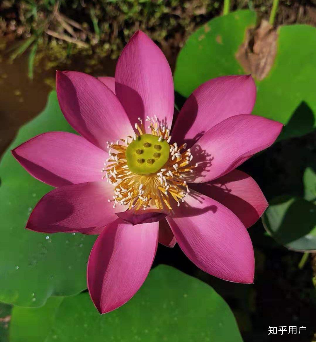 碗莲怎么水培?(水培碗莲种植方法图解)