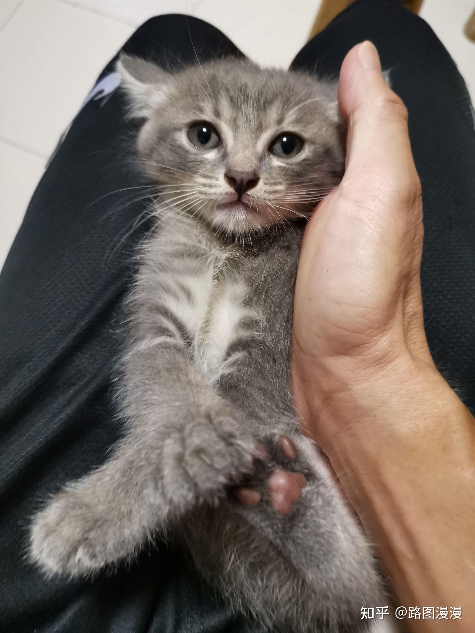 灰色狸花猫罕见吗? - 知乎