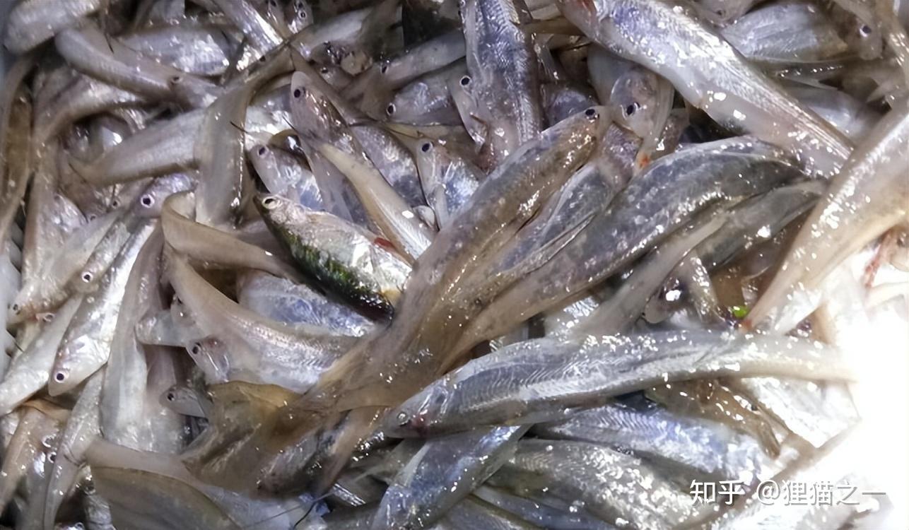 太湖一网可捞6万斤毛叶鱼,为何老渔民却很怕?还认为是隐患? - 知乎