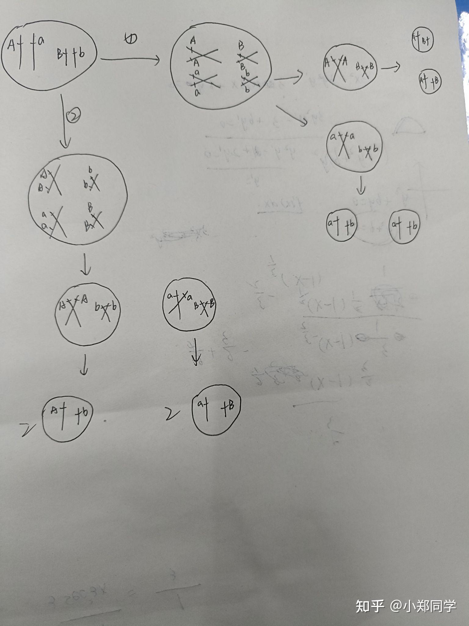 aabb减数带基因过程图怎么画呀