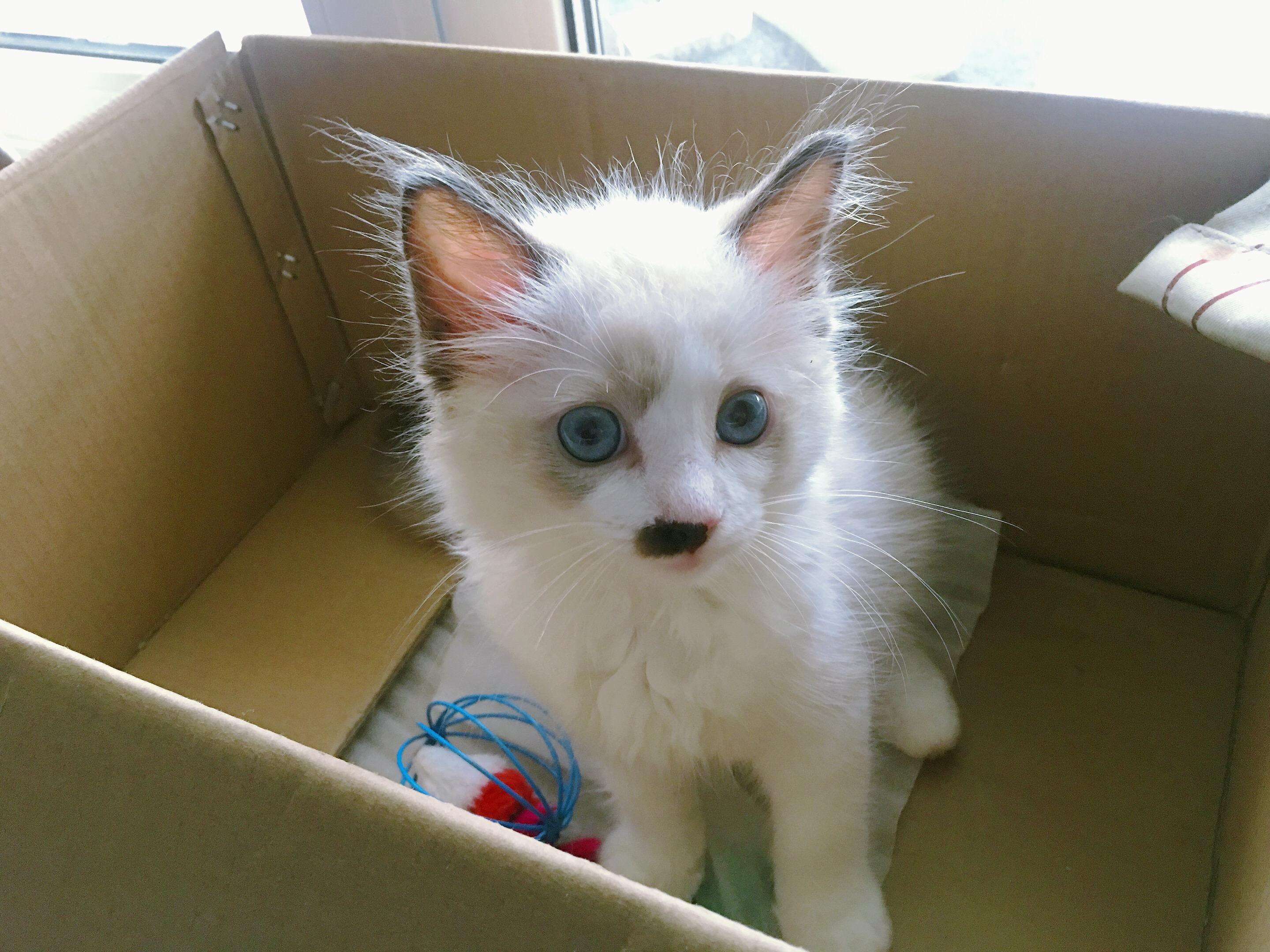 布偶猫能丑到什么程度? - 知乎