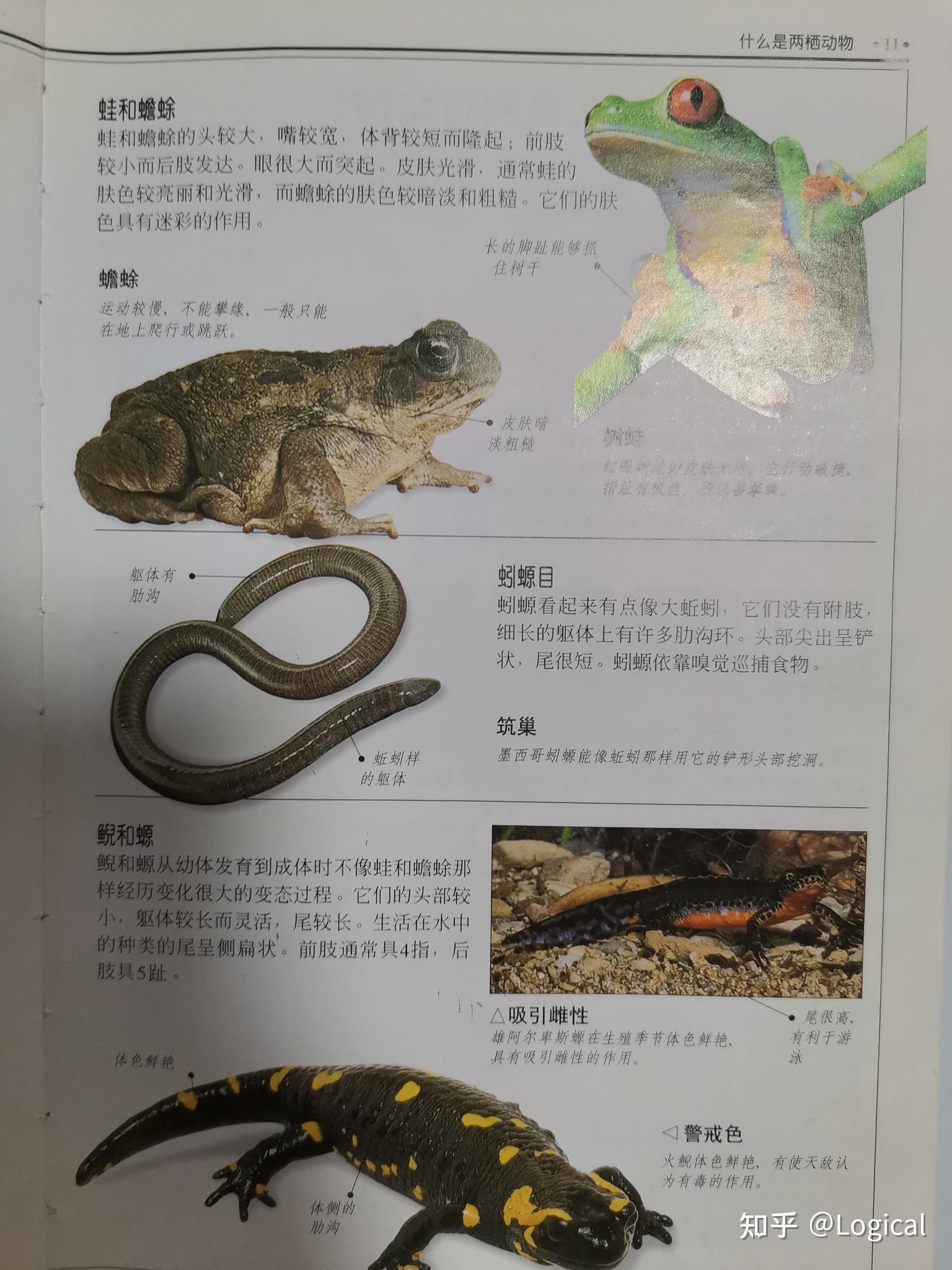 水陆两栖动物与爬行动物的区别? - 知乎