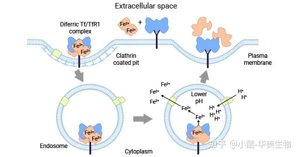 转铁蛋白受体TFR1（TFRC）：铁稳态关键成员，贫血、神经退行性疾病、癌症新锐靶点！ - 知乎