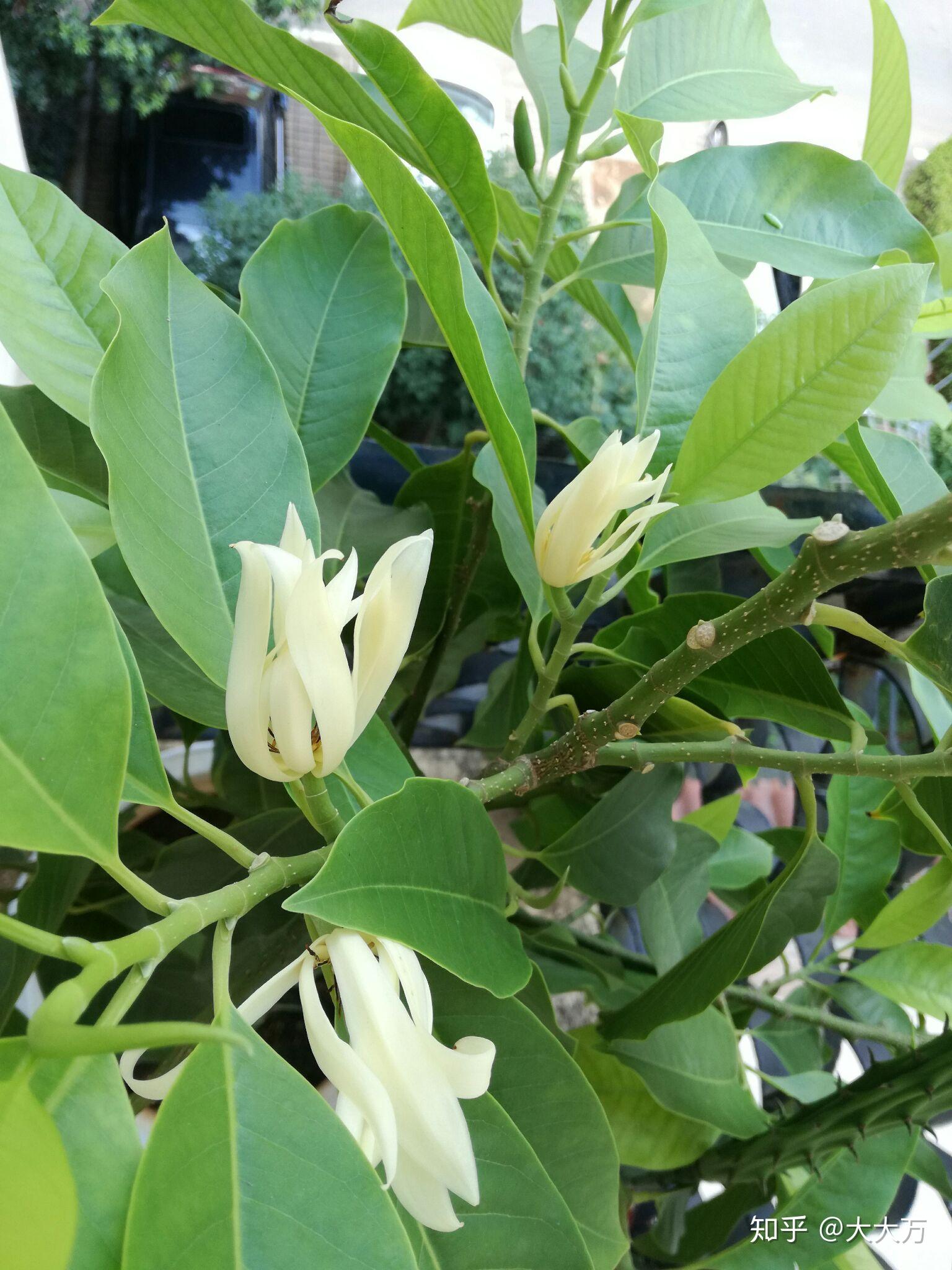 为什么我的白兰花树叶子长得很好,却不结花苞? - 知乎