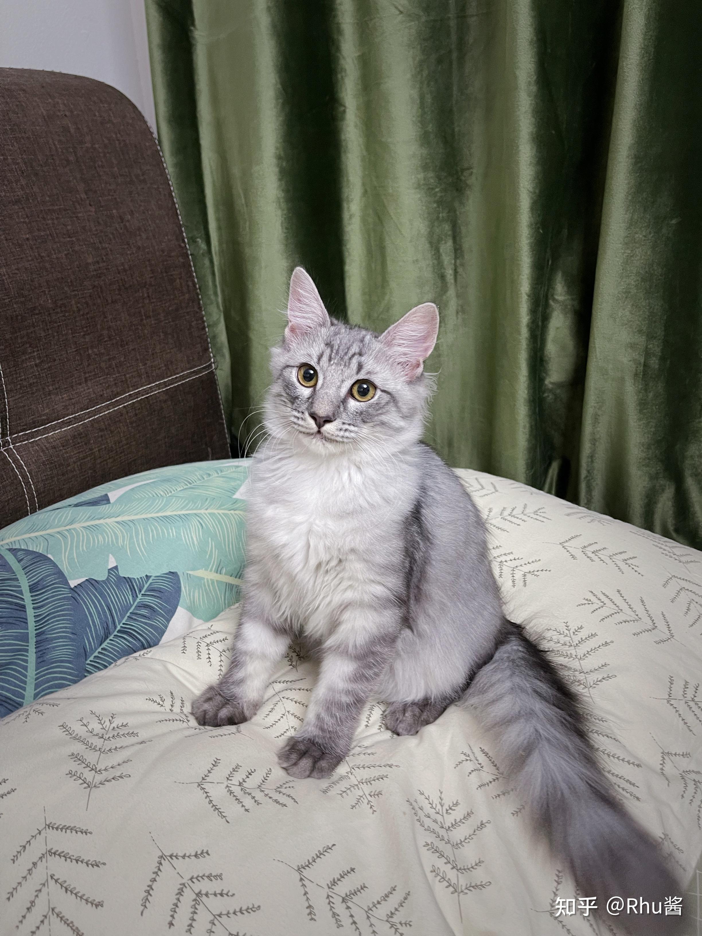 美短和缅因杂交的后代确定长这样么? - 知乎