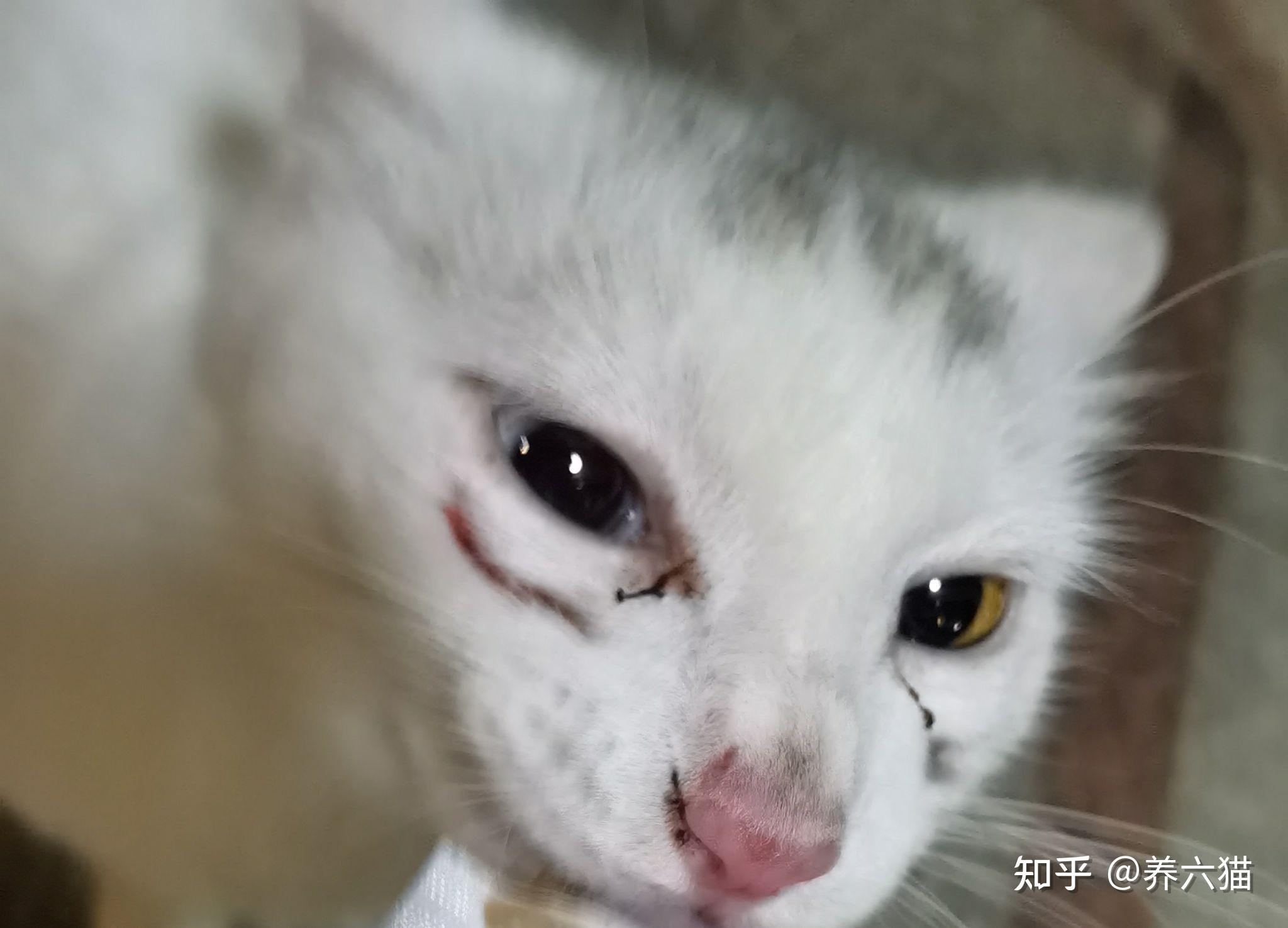 是否支持用异烟肼或扑尔敏木糖醇毒狗这事上是否反应了阶级的不同