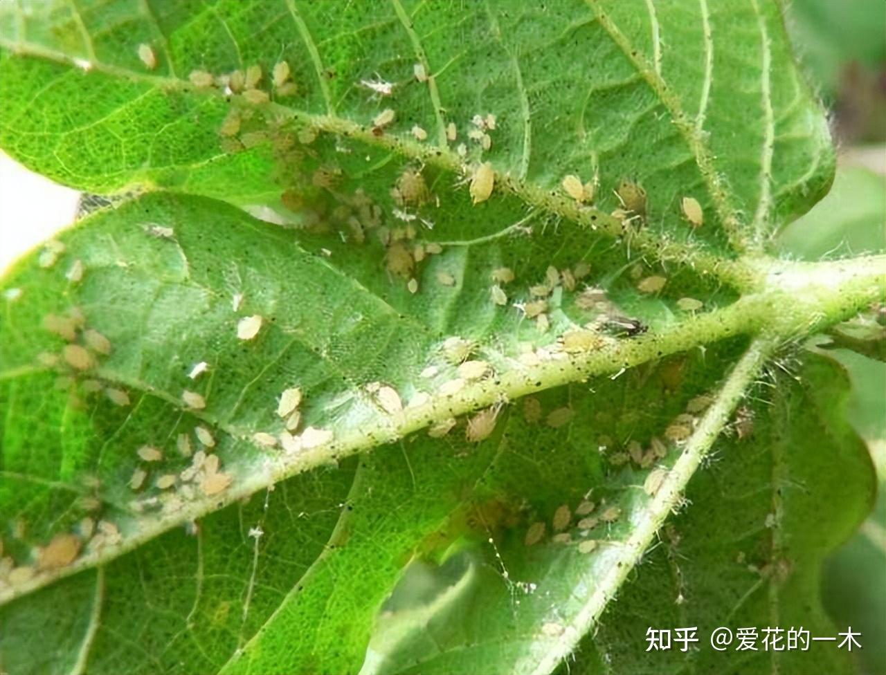 养花7种“病害”，对植物危害大，园艺师教你，如何科学处理- 知乎