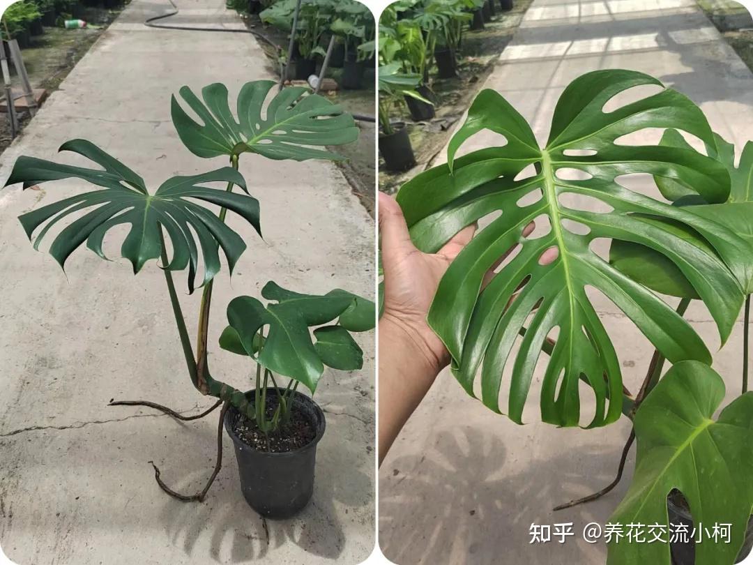教你在家养出老桩龟背竹，让它的叶子裂开长壮 - 知乎