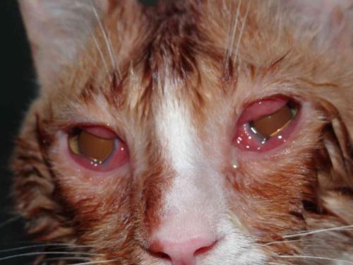 猫咪结膜炎及角膜炎