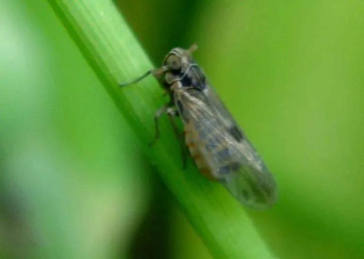 【动物界全系列】稻虱科—飞虱族(十九):世纪飞虱 - 知乎