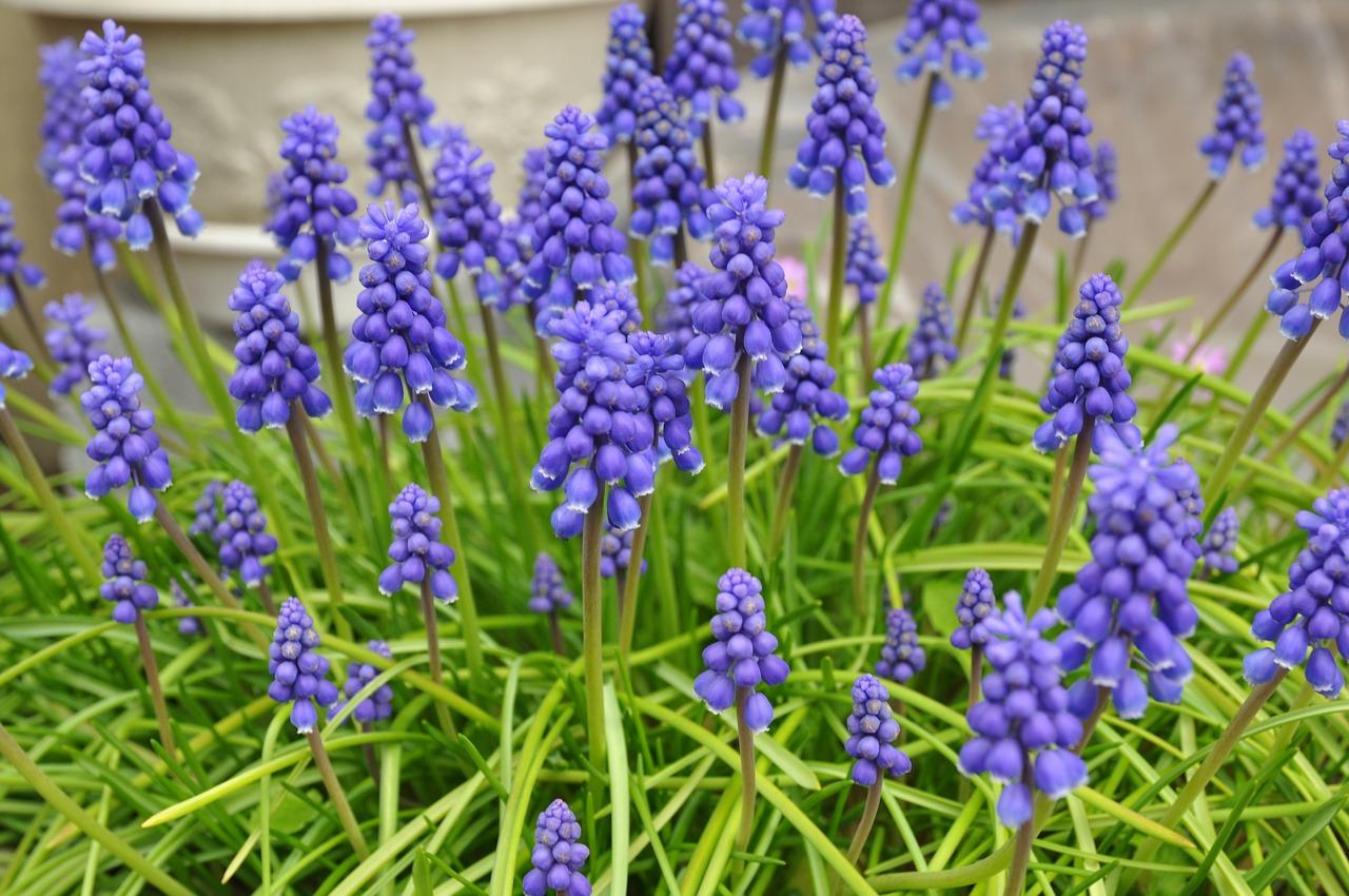 问一下冬青多少钱一斤