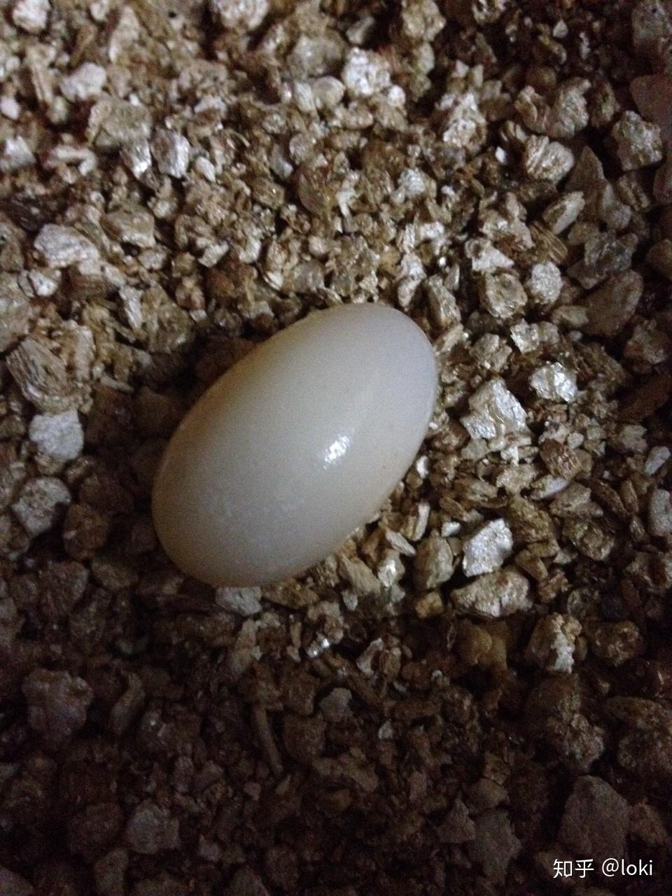 家里只有一只乌龟,是母的,前两天下蛋了,但是蛋上有精斑,我应不应该孵