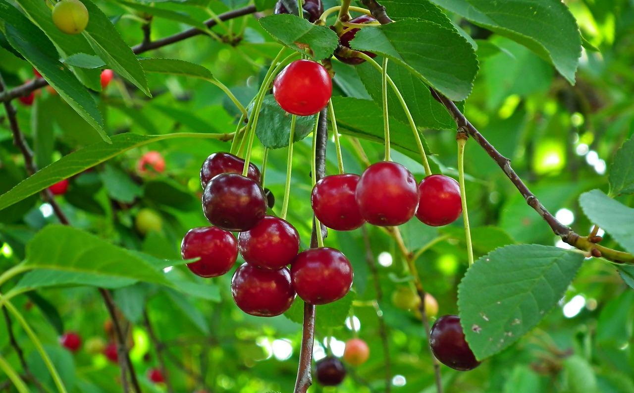 4. 树莓树枝干特征