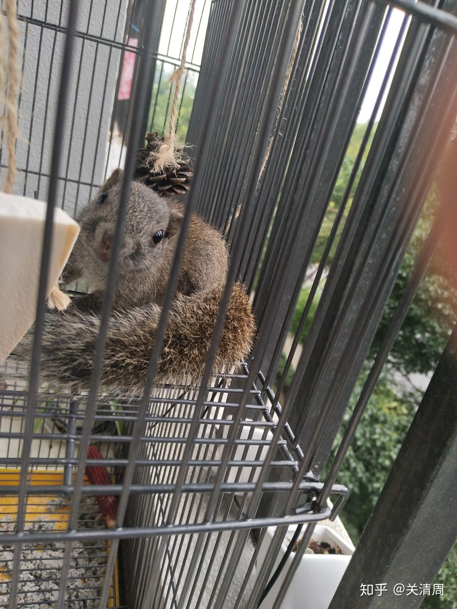 金丝熊 花枝鼠 仓鼠 金花松鼠 哪一个养起来比较亲人 温顺 味道不大