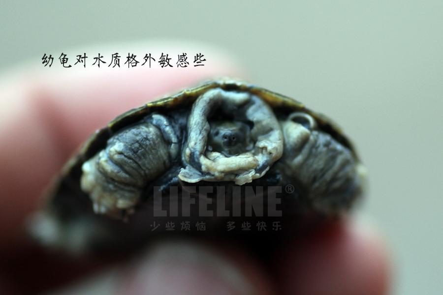 水龟腐皮治疗 - 知乎