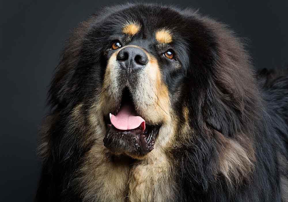 207个品种纯种犬介绍三十一(藏獒) - 知乎