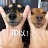 我洛静静当虐文女主的那些日子
