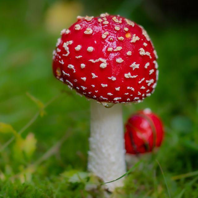 蘑菇的毒性是在「筛选」传播者吗？从蘑菇的视角看，爱吃蘑菇的人类是不是一个「失败」的传播者？