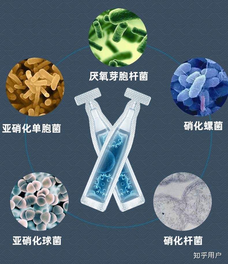 反硝化细菌应该如何培养