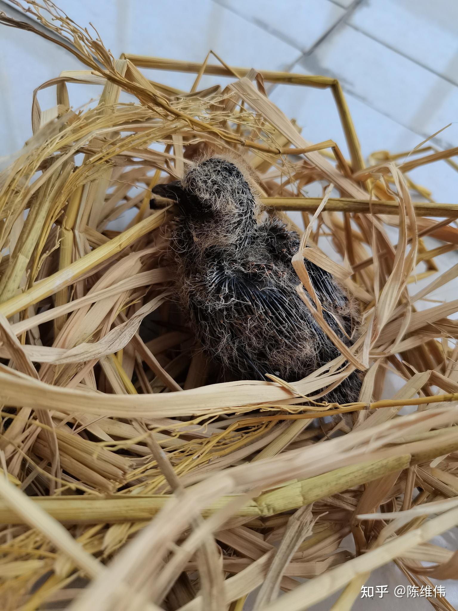 遇到麻雀的幼崽该怎么办? - 知乎