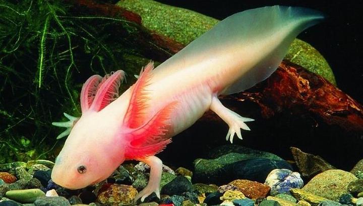 蝾螈也许握有人类肢体再生的线索