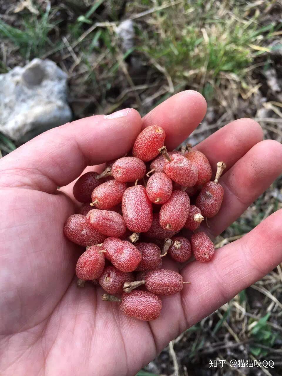 为什么没人销售佛灯果? - 知乎